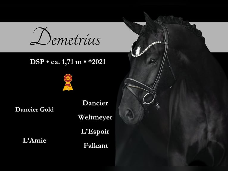 German Sport Horse Gelding 4 years 16,2 hh Black in Wehringen