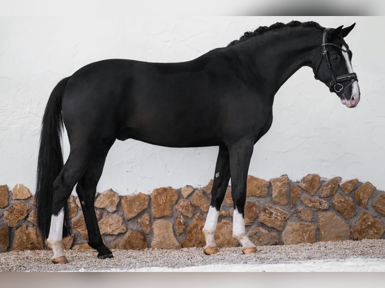 German Sport Horse Gelding 4 years 16,2 hh Black in Wehringen