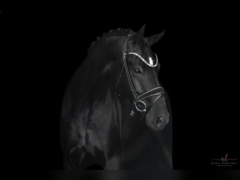 German Sport Horse Gelding 4 years 16,2 hh Black in Wehringen