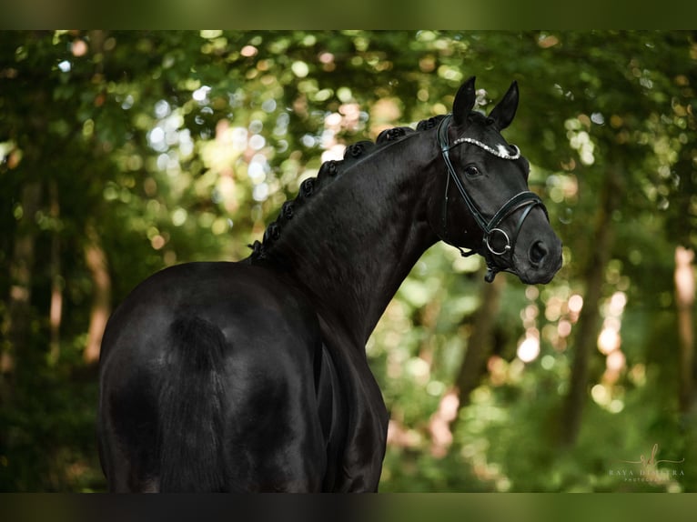 German Sport Horse Gelding 4 years 16,2 hh Black in Wehringen