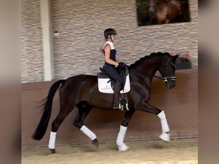 German Sport Horse Gelding 4 years 16,2 hh Black in Wehringen