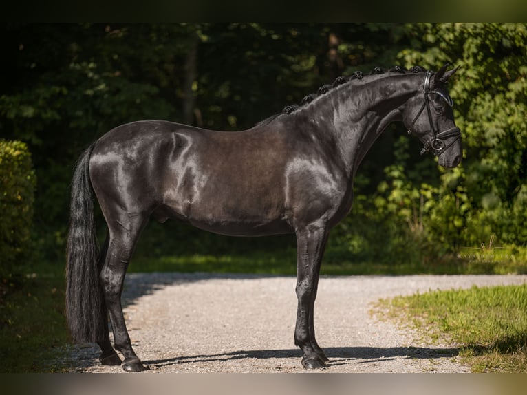 German Sport Horse Gelding 4 years 16,2 hh Black in Wehringen