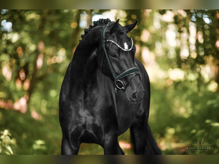 German Sport Horse Gelding 4 years 16,2 hh Black in Wehringen