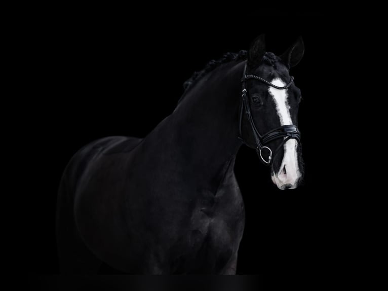 German Sport Horse Gelding 4 years 16,2 hh Black in Wehringen