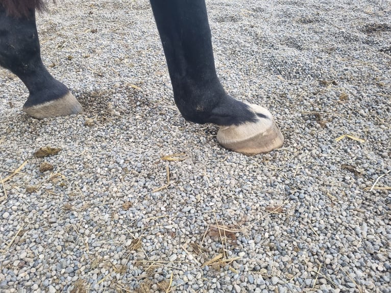 German Sport Horse Gelding 4 years 16,2 hh Black in Fischach