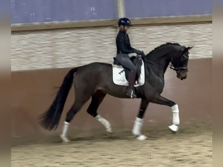 German Sport Horse Gelding 4 years 16,2 hh Brown in Wehringen