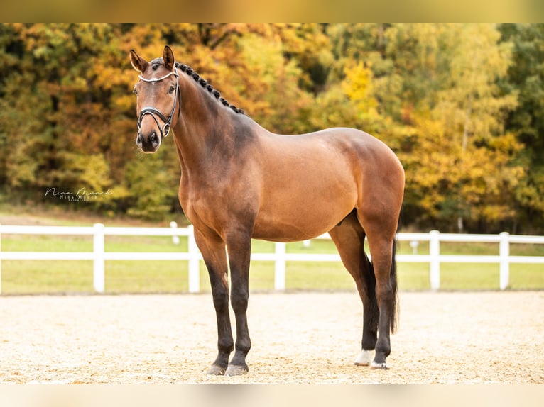 German Sport Horse Gelding 4 years 16,2 hh Brown in Kirchenthumbach