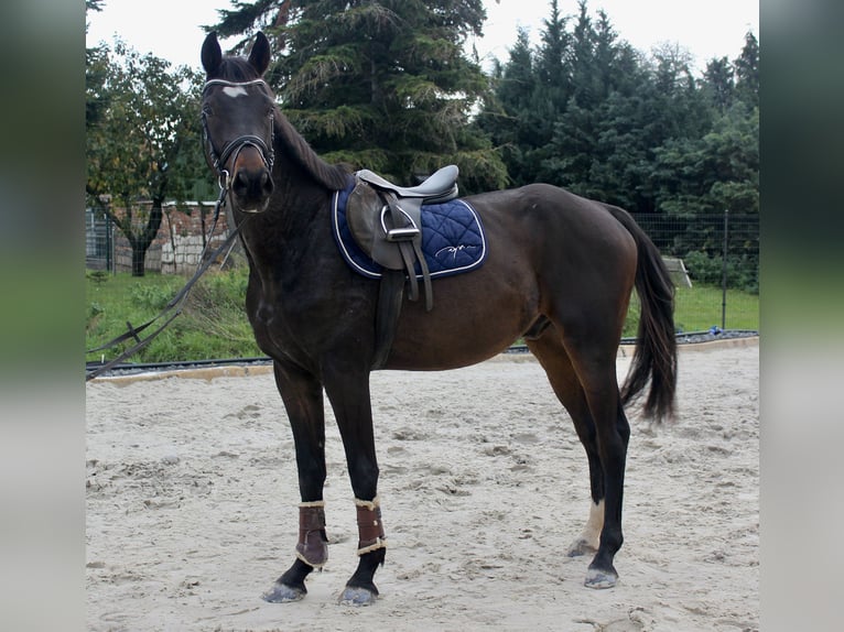 German Sport Horse Gelding 4 years 16,2 hh Brown in Bad Lauchst&#xE4;dt