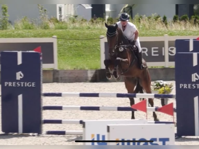 German Sport Horse Gelding 4 years 16,2 hh Brown in Ehingen