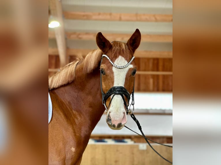 German Sport Horse Gelding 4 years 16,2 hh Chestnut-Red in Bad Griesbach im Rottal