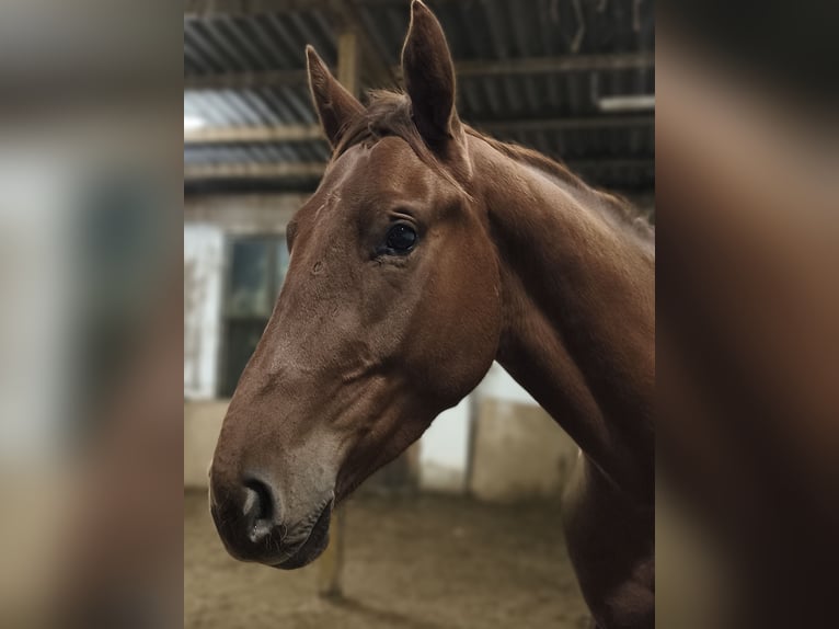 German Sport Horse Gelding 4 years 16,2 hh Chestnut-Red in Pu
