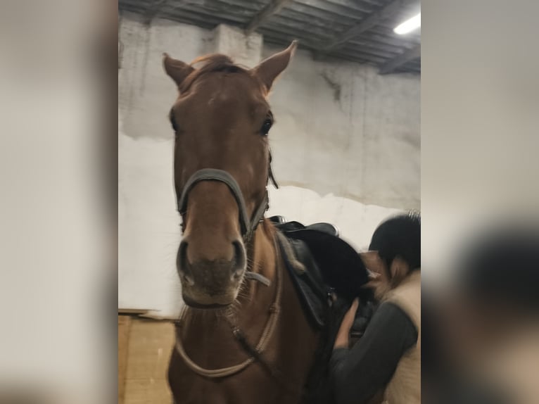 German Sport Horse Gelding 4 years 16,2 hh Chestnut-Red in Pu
