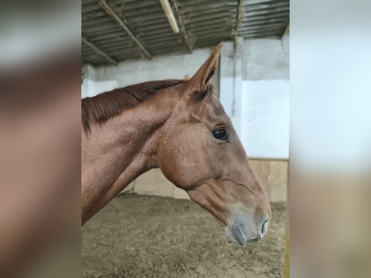 German Sport Horse Gelding 4 years 16,2 hh Chestnut-Red in Pu