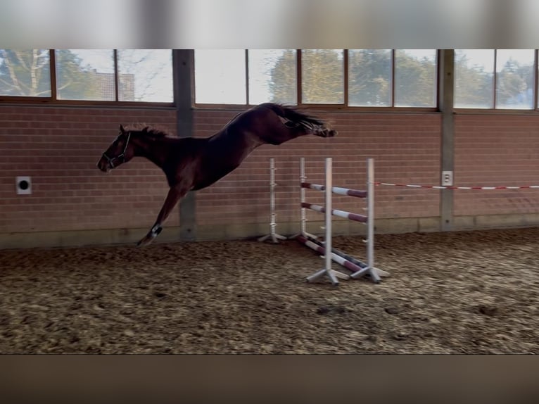 German Sport Horse Gelding 4 years 16,2 hh Chestnut-Red in V&#xF6;hl