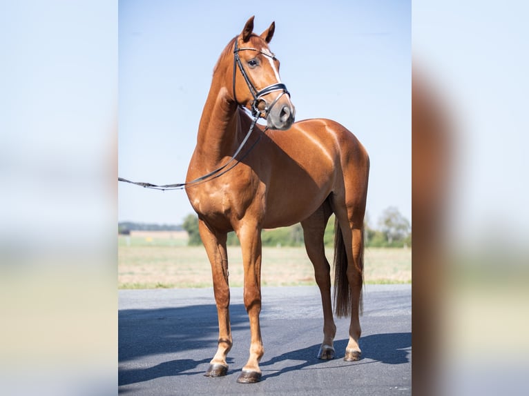 German Sport Horse Gelding 4 years 16,2 hh Chestnut-Red in Priestewitz