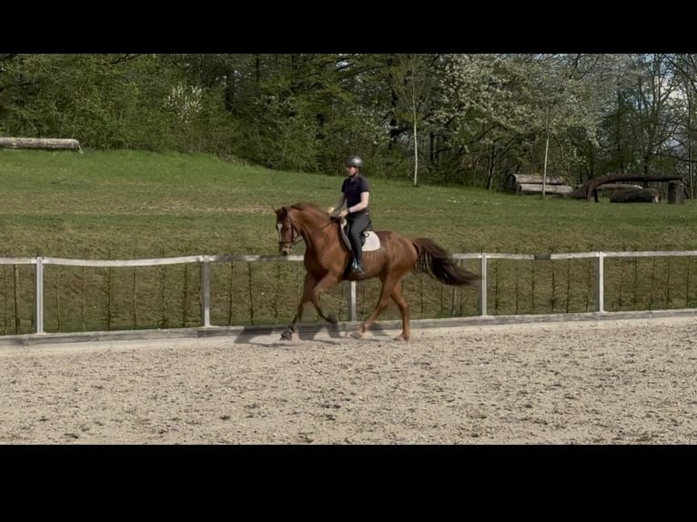 German Sport Horse Gelding 4 years 16,2 hh Chestnut-Red in Priestewitz