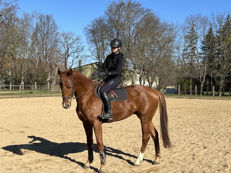 German Sport Horse Gelding 4 years 16,2 hh Chestnut-Red in Aschersleben
