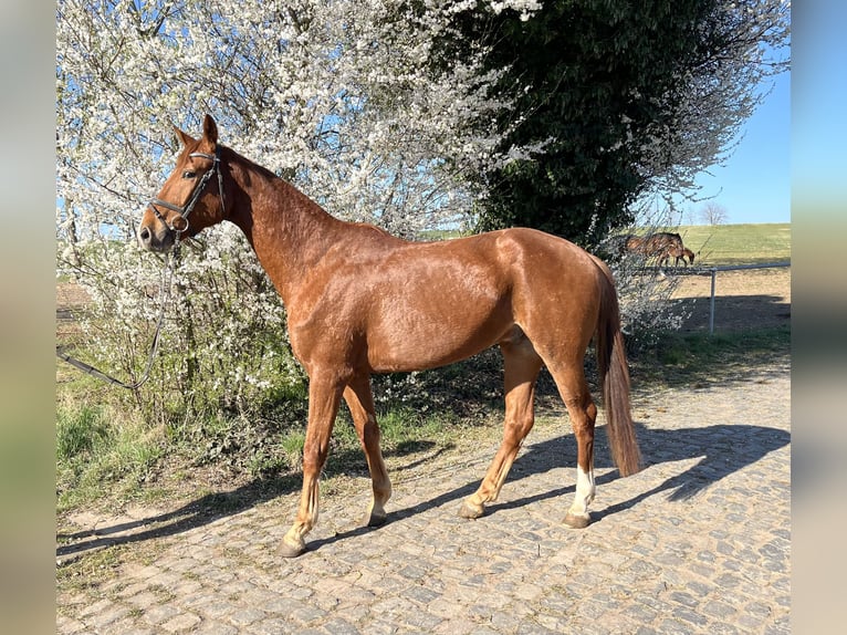 German Sport Horse Gelding 4 years 16,2 hh Chestnut-Red in Aschersleben
