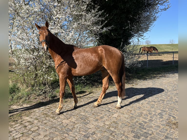 German Sport Horse Gelding 4 years 16,2 hh Chestnut-Red in Aschersleben