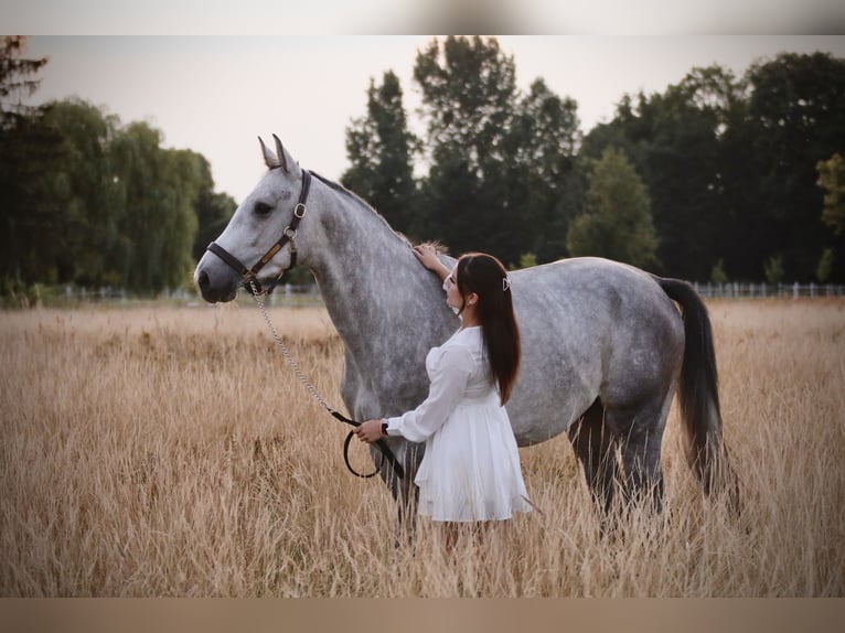 German Sport Horse Gelding 4 years 16,2 hh Gray-Dapple in Neustadt (Dosse)
