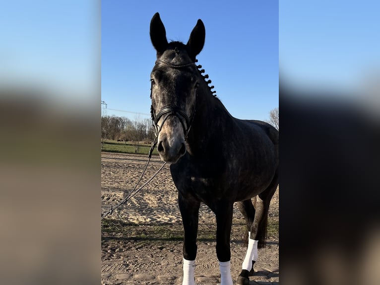 German Sport Horse Gelding 4 years 16,2 hh Gray in Friesack