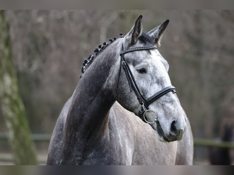 German Sport Horse Gelding 4 years 16,2 hh Gray in Olszowa-Jank&#xF3;w