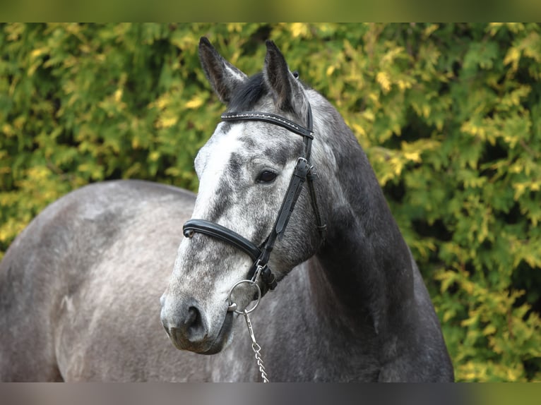 German Sport Horse Gelding 4 years 16,2 hh Gray in Olszowa-Jank&#xF3;w