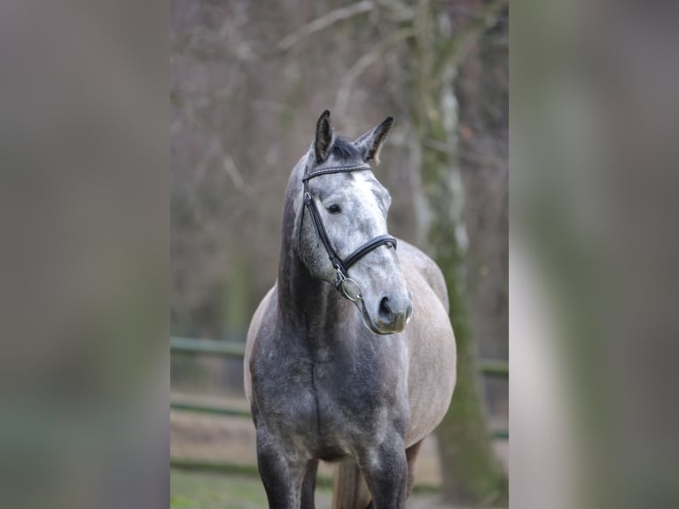 German Sport Horse Gelding 4 years 16,2 hh Gray in Olszowa-Jank&#xF3;w