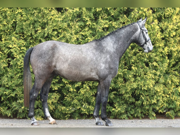 German Sport Horse Gelding 4 years 16,2 hh Gray in Olszowa-Jank&#xF3;w