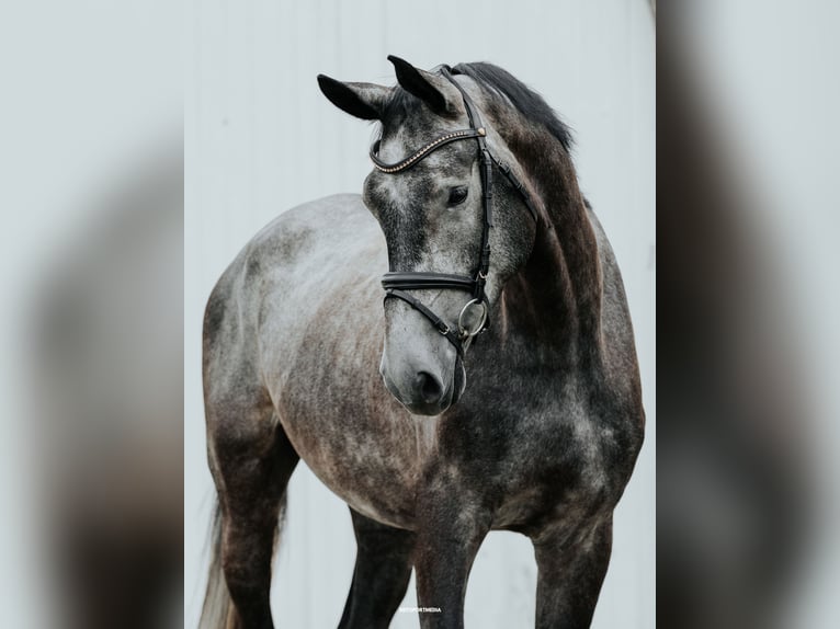 German Sport Horse Gelding 4 years 16,2 hh Grey in Friesack