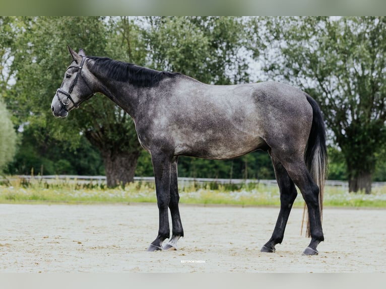 German Sport Horse Gelding 4 years 16,2 hh Grey in Friesack