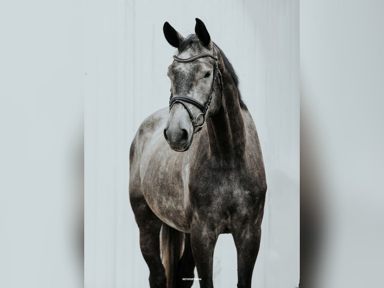 German Sport Horse Gelding 4 years 16,2 hh Grey in Friesack