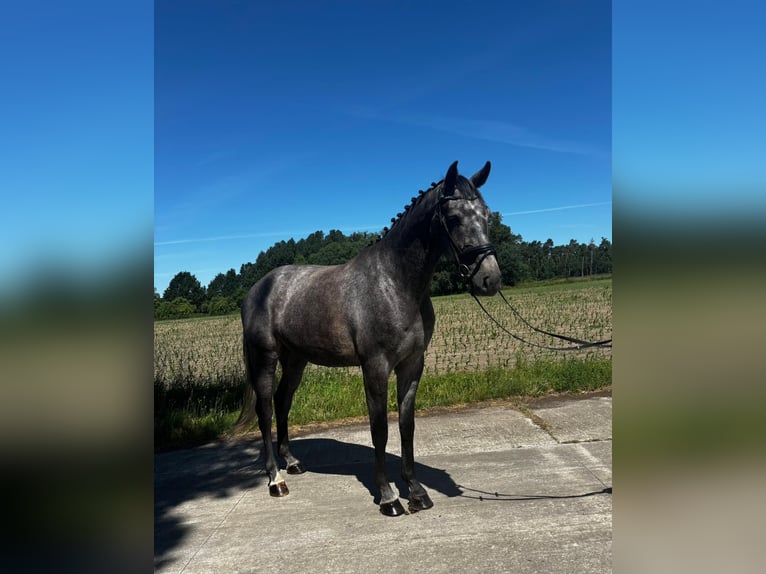 German Sport Horse Gelding 4 years 16,2 hh Grey in Mieste