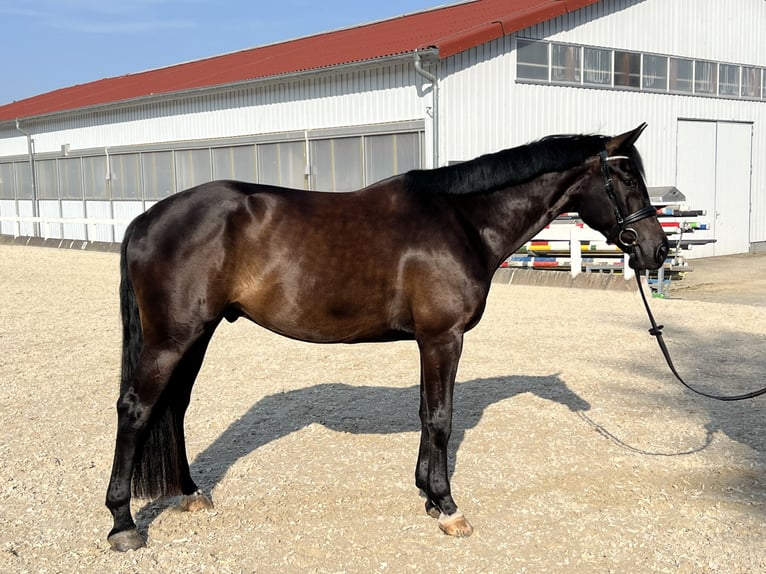 German Sport Horse Gelding 4 years 16,2 hh Smoky-Black in Metzingen
