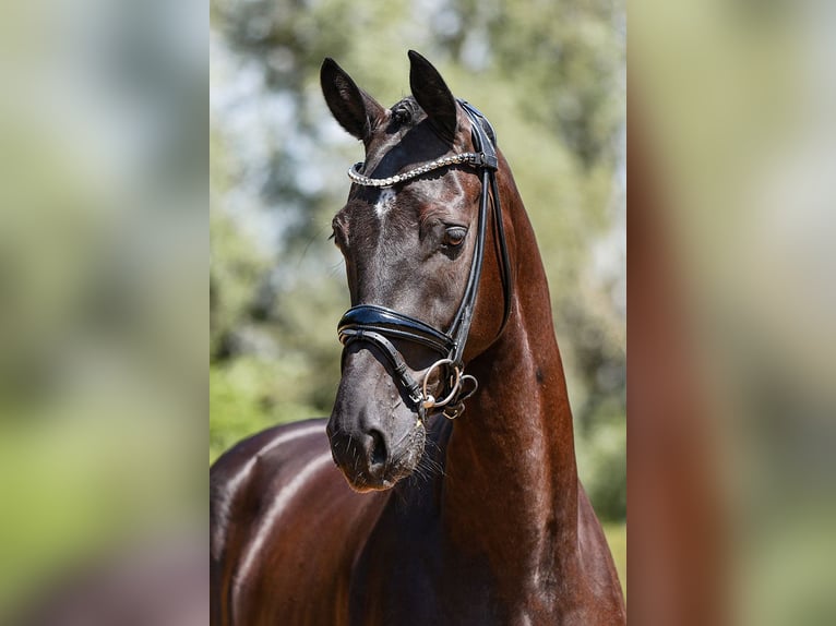 German Sport Horse Gelding 4 years 16,2 hh Smoky-Black in Riedstadt