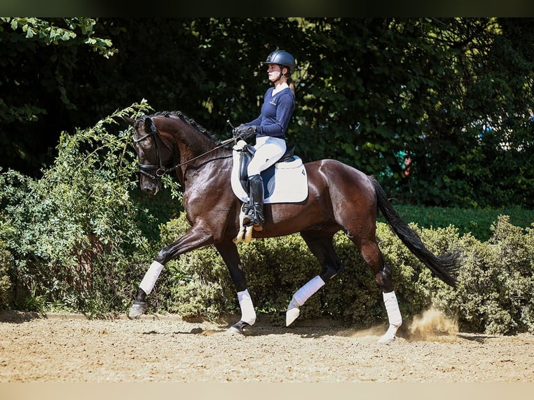 German Sport Horse Gelding 4 years 16,2 hh Smoky-Black in Riedstadt