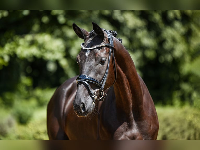 German Sport Horse Gelding 4 years 16,2 hh Smoky-Black in Riedstadt