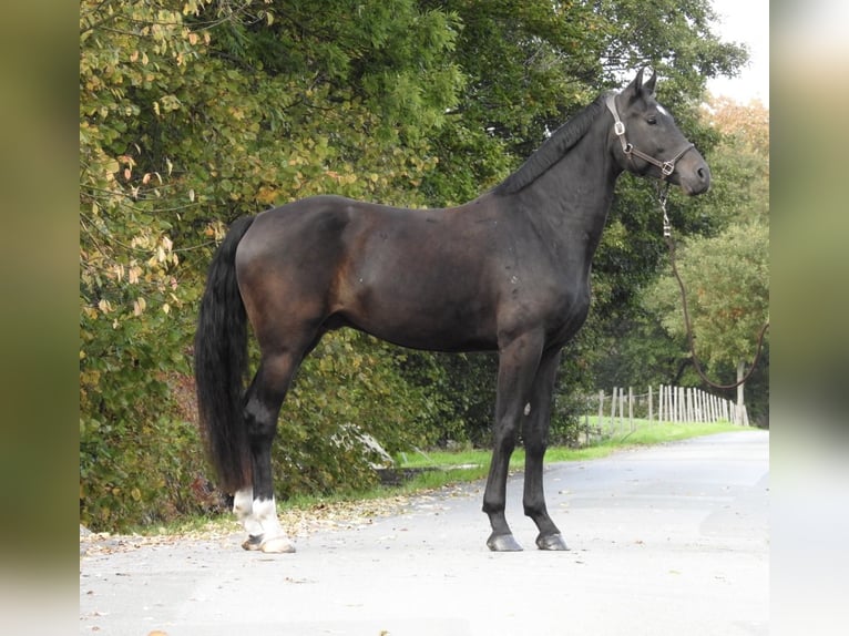 German Sport Horse Gelding 4 years 16,2 hh Smoky-Black in Verl