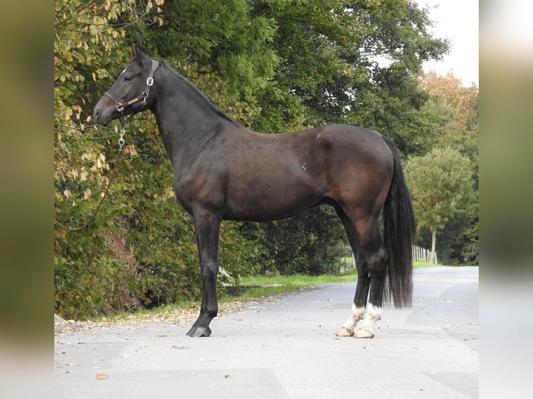 German Sport Horse Gelding 4 years 16,2 hh Smoky-Black in Verl
