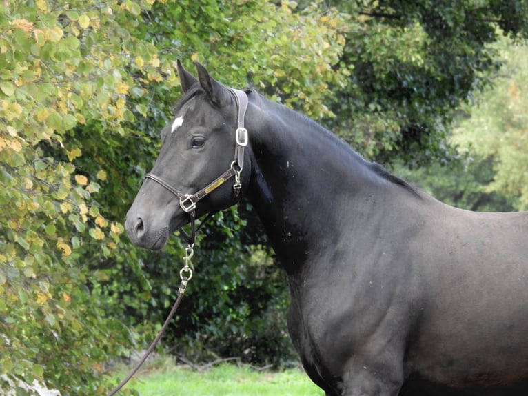 German Sport Horse Gelding 4 years 16,2 hh Smoky-Black in Verl