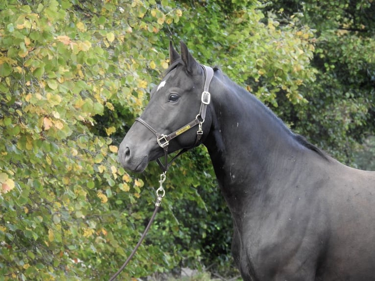 German Sport Horse Gelding 4 years 16,2 hh Smoky-Black in Verl