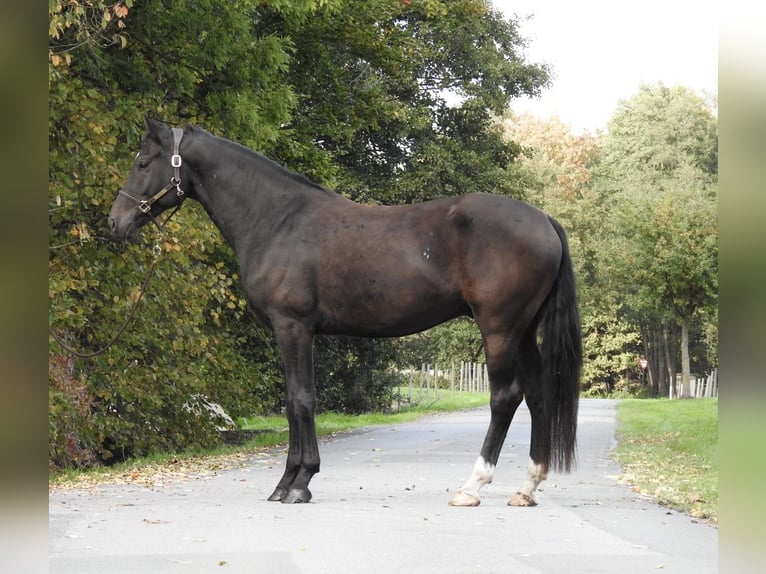 German Sport Horse Gelding 4 years 16,2 hh Smoky-Black in Verl