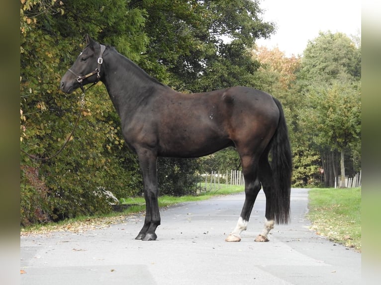 German Sport Horse Gelding 4 years 16,2 hh Smoky-Black in Verl