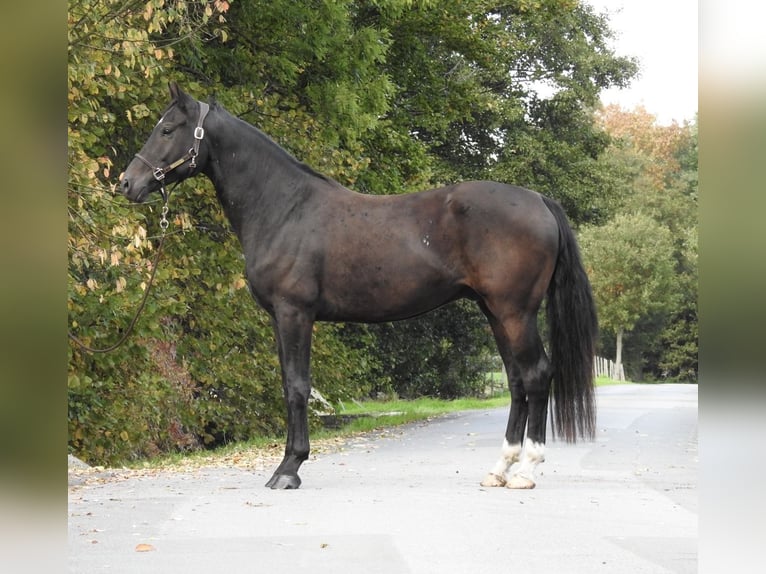 German Sport Horse Gelding 4 years 16,2 hh Smoky-Black in Verl