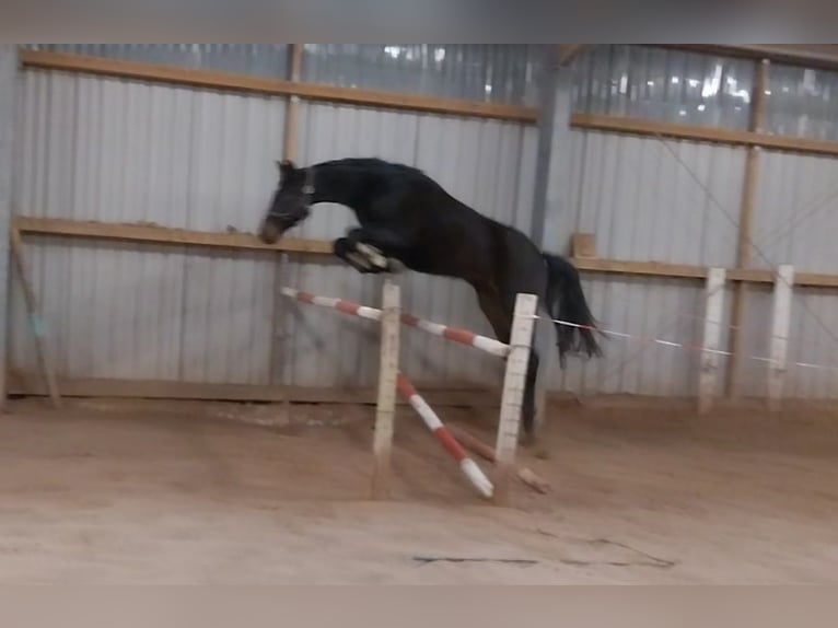 German Sport Horse Gelding 4 years 16,2 hh Smoky-Black in Artern
