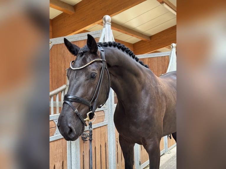 German Sport Horse Gelding 4 years 16,2 hh Smoky-Black in Kirchenthumbach