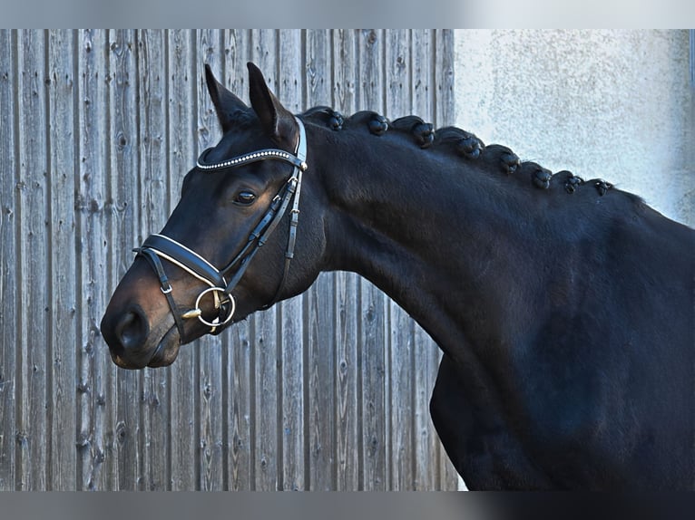 German Sport Horse Gelding 4 years 16,3 hh Bay-Dark in Stolpe