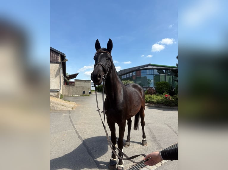 German Sport Horse Gelding 4 years 16,3 hh Bay-Dark in Radeberg