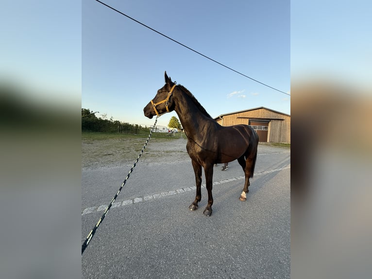 German Sport Horse Gelding 4 years 16,3 hh Bay-Dark in Radeberg