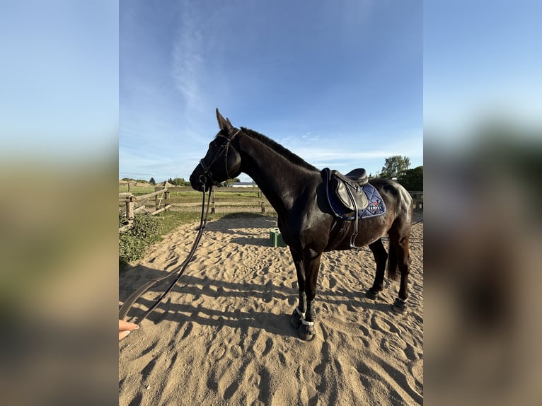 German Sport Horse Gelding 4 years 16,3 hh Bay-Dark in Radeberg
